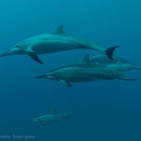 Delfine Fernando de Noronha Brasilien