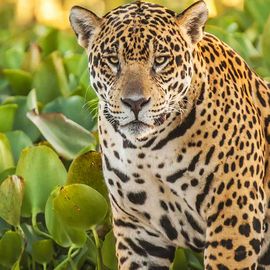 Panorama Foto mit Jaguar im Pantanal Brasilien