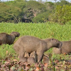 Pantanal Capibara mit Ferkeln
