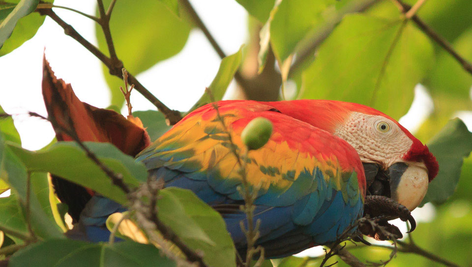 Bird Watching Brasilien