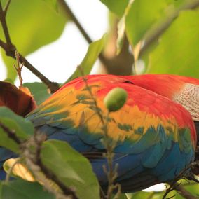Bird watching Christalino Lodge, Südliches Amazonasgebiet, Papagei