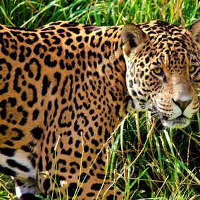 Foz do Iguacu falls jaguar wildlife