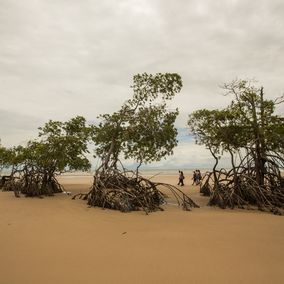 Mangroven Ilha do Marajo Brasilien