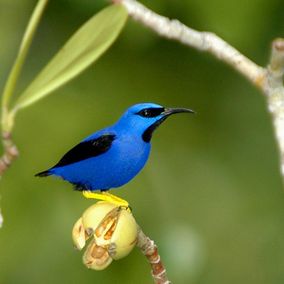 Bird watching Christalino Lodge, Südliches Amazonasgebiet, blauer Vogel 