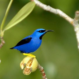 Bird watching Christalino Lodge, Südliches Amazonasgebiet, blauer Vogel 