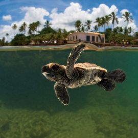 Praia do Forte Tamar Schildkröten Projekt