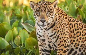 Panorama Foto mit Jaguar im Pantanal Brasilien