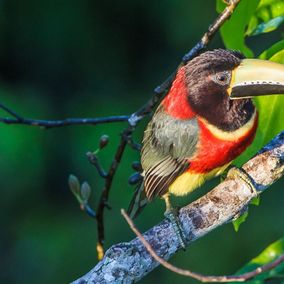 Bird watching Christalino Lodge, Südliches Amazonasgebiet, besonderer Vogel