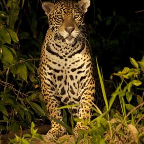 Jaguar Pantanal Brasilien