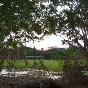Moore Pantanal Brasilien