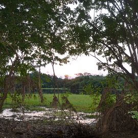 Moore Pantanal Brasilien