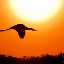 Vogel zonsondergang Pantanal
