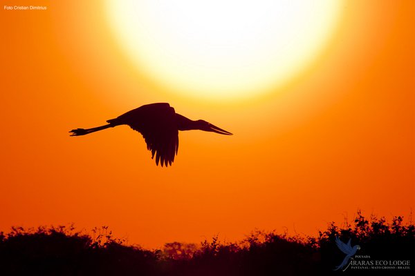Reise Angebot 8611, Pantanal Reise