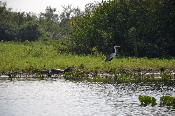 Reise-Angebot 9067, Rundreise Pantanal und Amazonas Brasilien April 2020