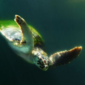 Schildkröte Praia do Forte Brasilien