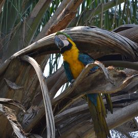 Papagei Pantanal Brasilien