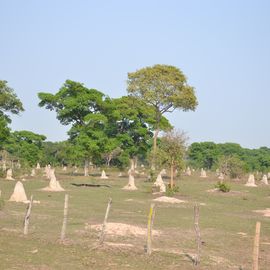 Termitenhügel im Pantanal, Brasilien