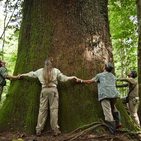 Enorme boom nabij de Cristalino Lodge, Zuidelijke Amazone in Brazilie