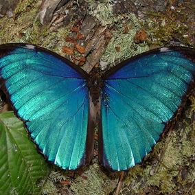 Schmetterling, Cristalino Lodge Südliches Amazonasgebiet