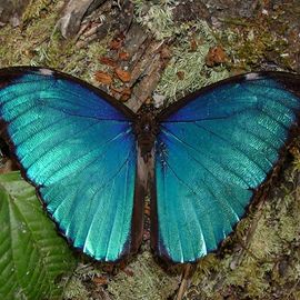 Schmetterling, Cristalino Lodge Südliches Amazonasgebiet
