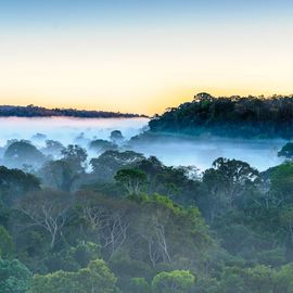 Atemberaubender Dschungel ganz in der Nähe der Christalino Lodge, südliches Amazonasgebiet