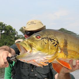 Sportfischen im Amazonasgebiet, Tucunare