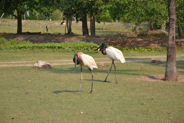 Reise Angebot 8938, Nördliches Pantanal Wildlife