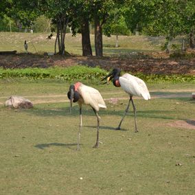 Jabiru Vögel Verbindung Pantanal Brasilien