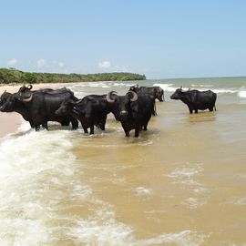 Büffel auf der Insel do Marajo, Brasilien