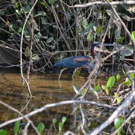 Vogel Flussufer Pantanal Brasilien
